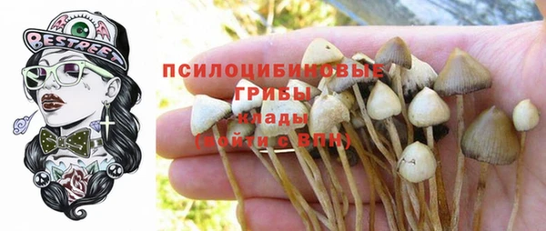крисы Зерноград